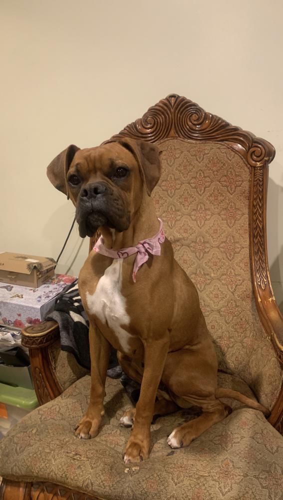 Image of Canela, Lost Dog