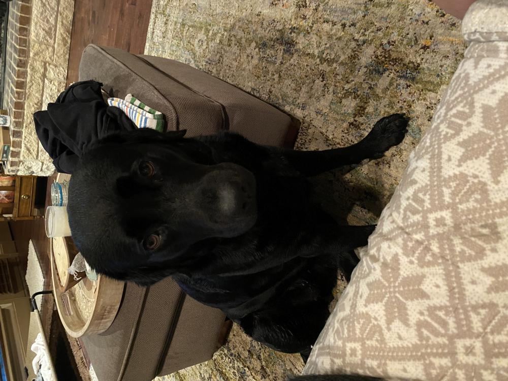 Image of Scarlet “Nilly”, Lost Dog
