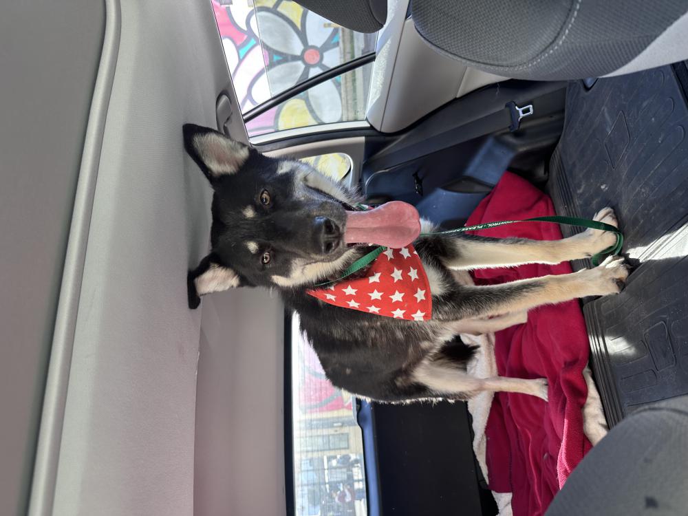 Image of Thomas, Lost Dog