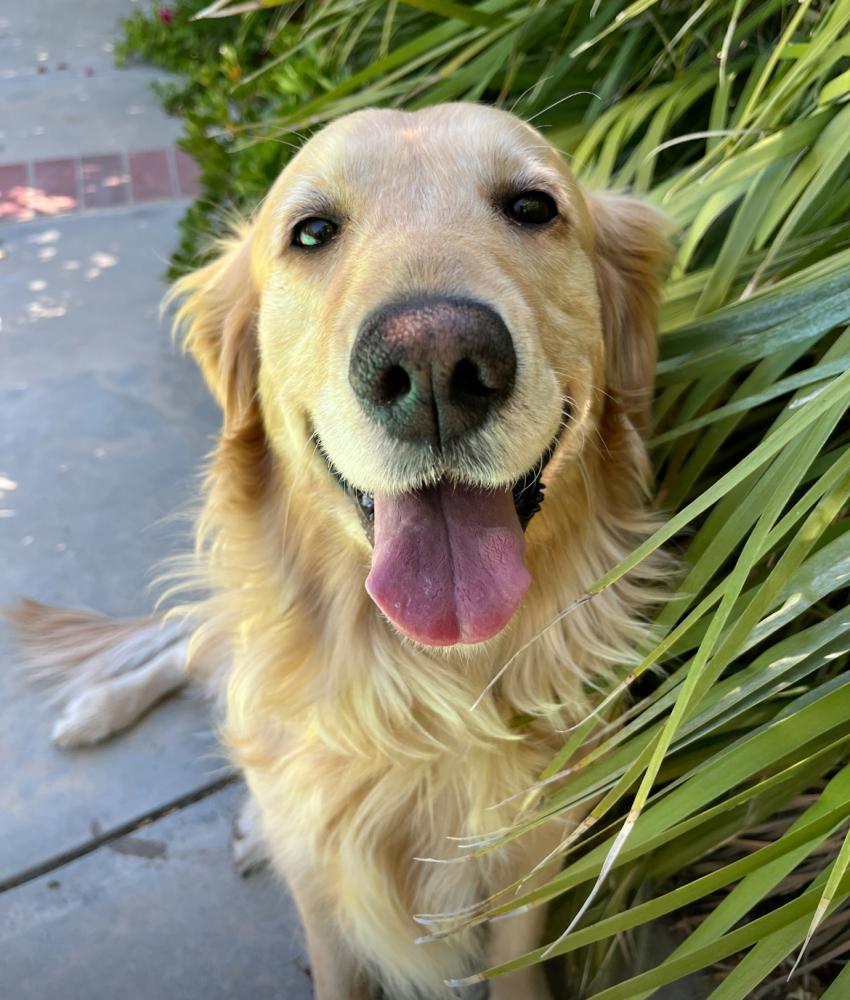 Image of Milkshake/Laura, Lost Dog