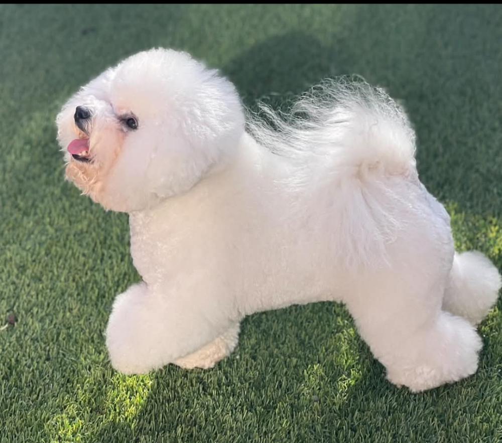 Image of Surprise, Lost Dog