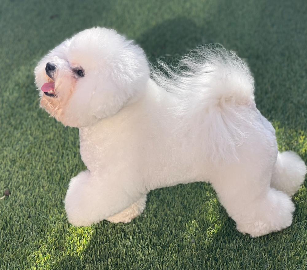 Image of Surprise, Lost Dog