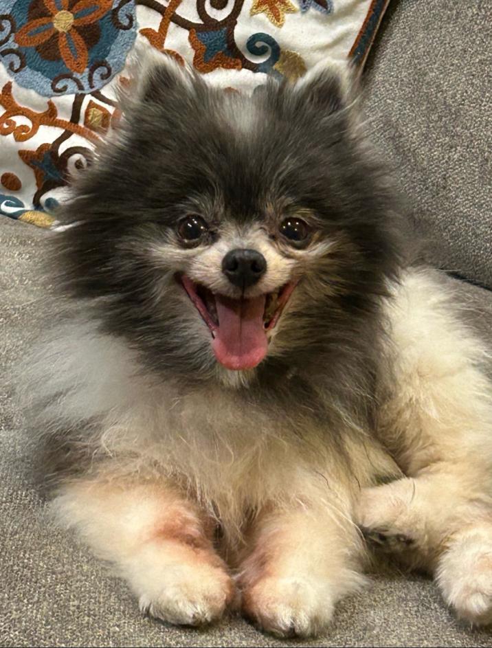 Image of Sophie, Lost Dog