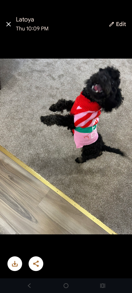 Image of Kali, Lost Dog