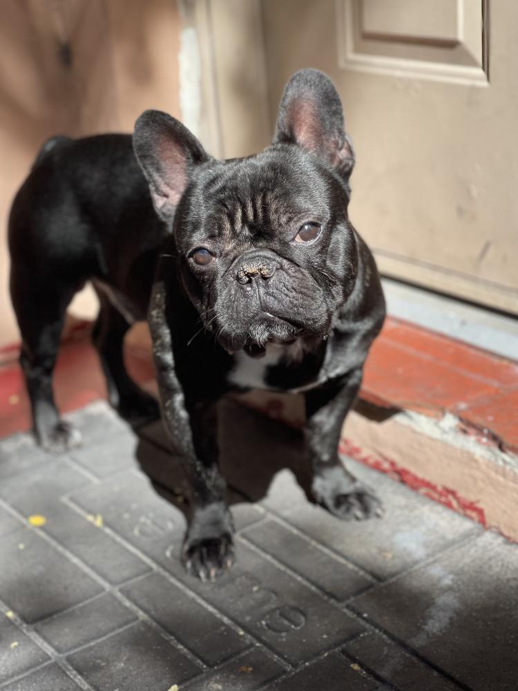 Image of Oreo, Lost Dog