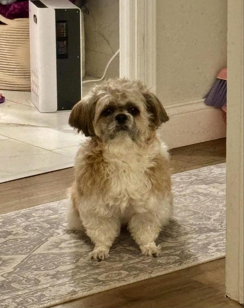 Image of Abby, Lost Dog