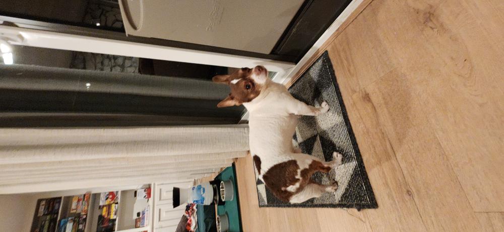 Image of Unknown, Found Dog