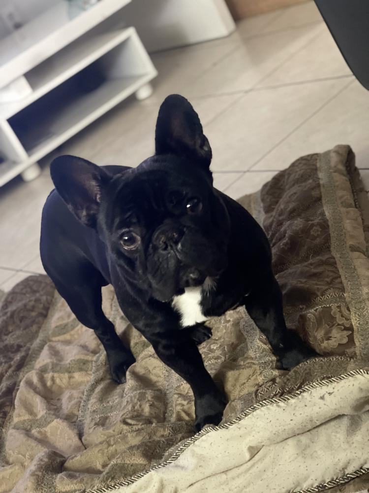 Image of Oreo, Lost Dog