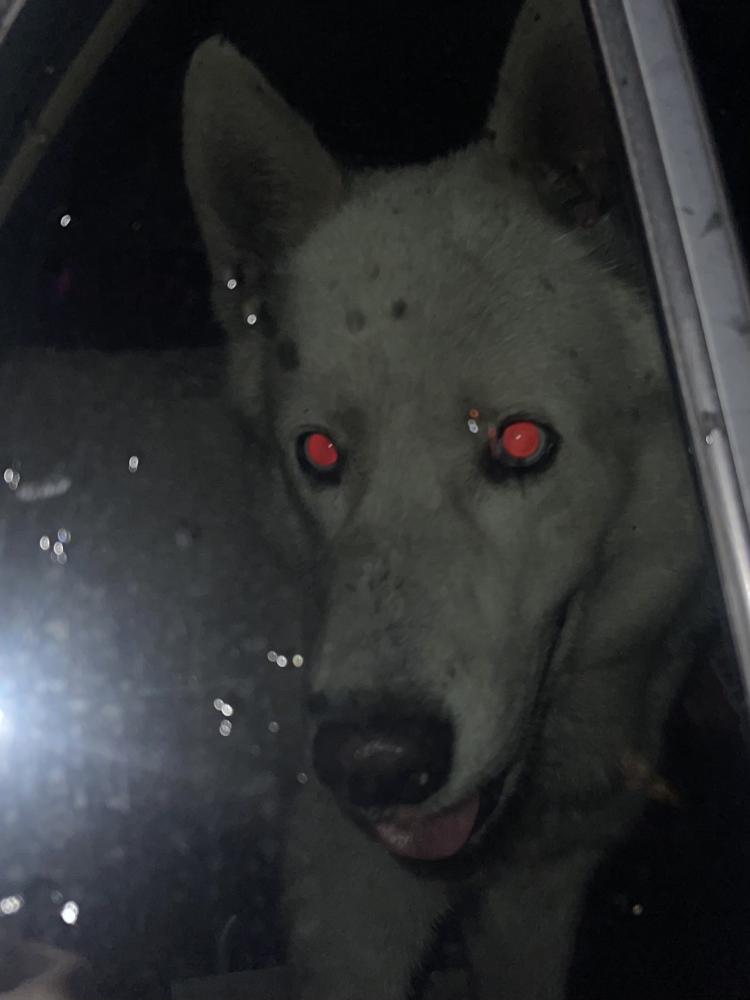 Image of UNKNOWN, Lost Dog