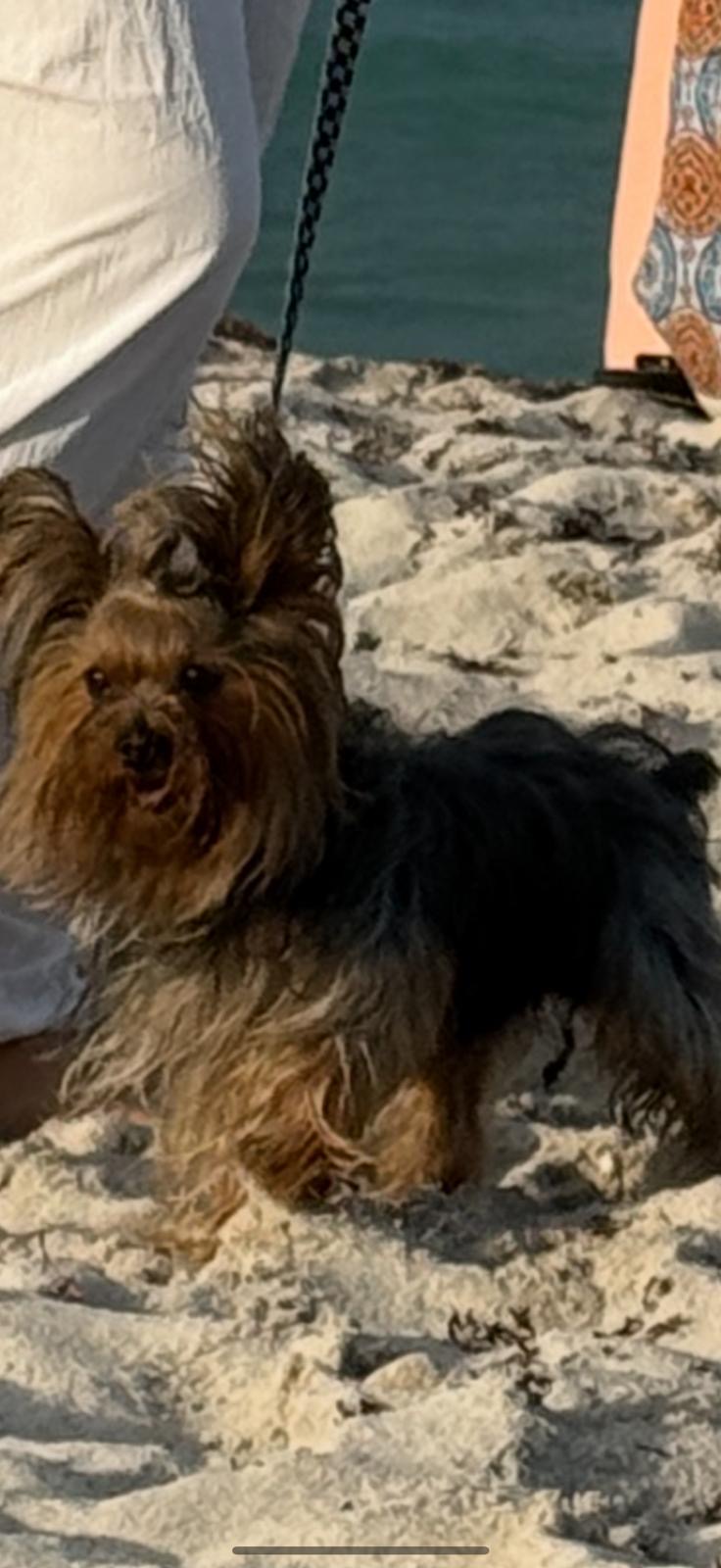 Image of Diamond, Lost Dog
