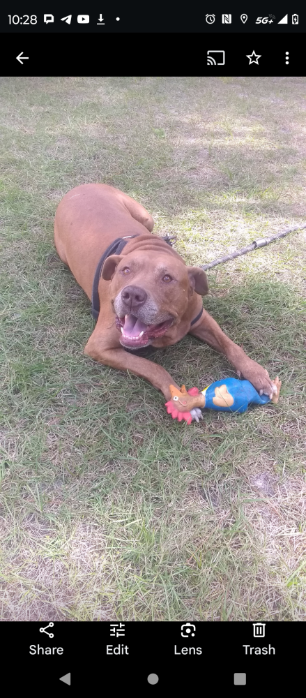 Image of Poocho, Lost Dog
