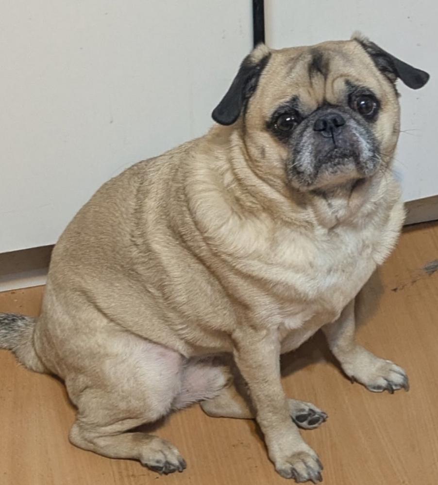 Image of Mogar, Lost Dog