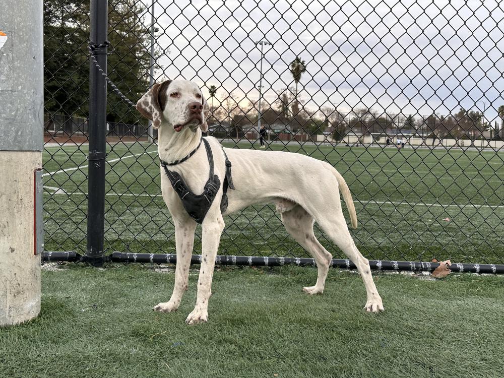 Image of Chunk, Lost Dog
