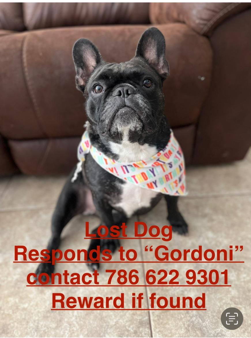 Image of Gordoni, Lost Dog