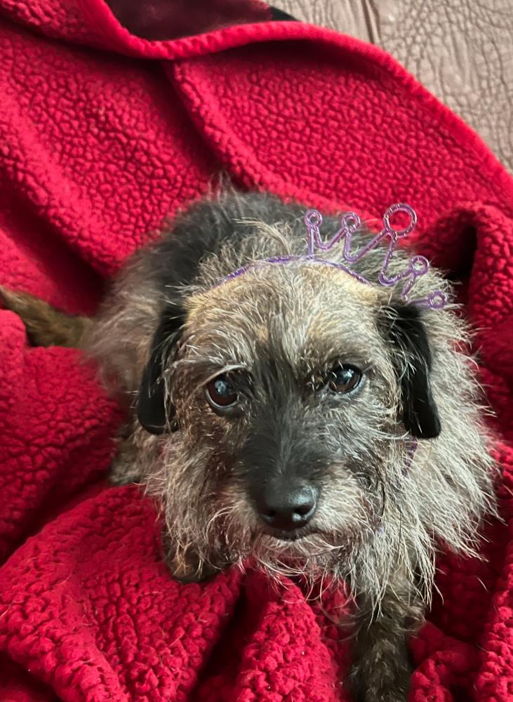 Image of Inky, Lost Dog