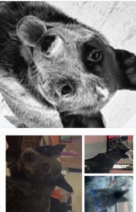 Image of Jemma, Lost Dog