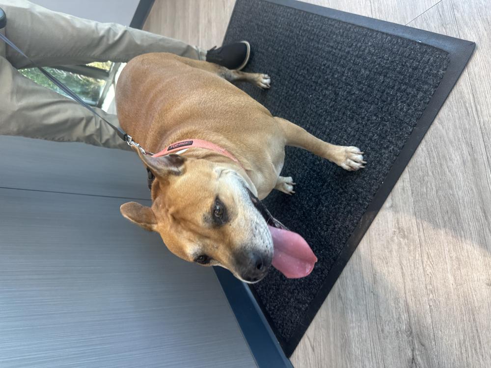 Image of Unknow, Found Dog