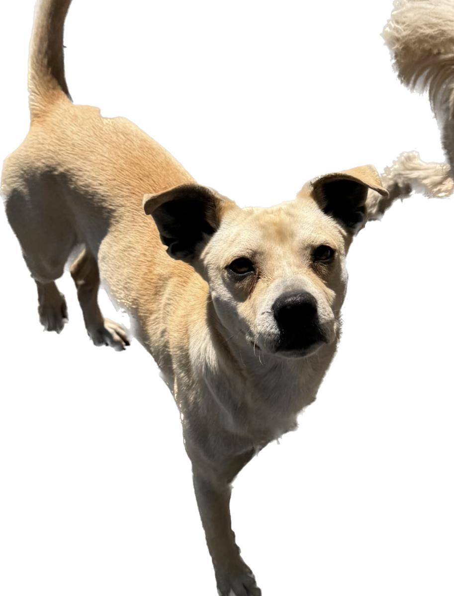 Image of Rocky, Lost Dog