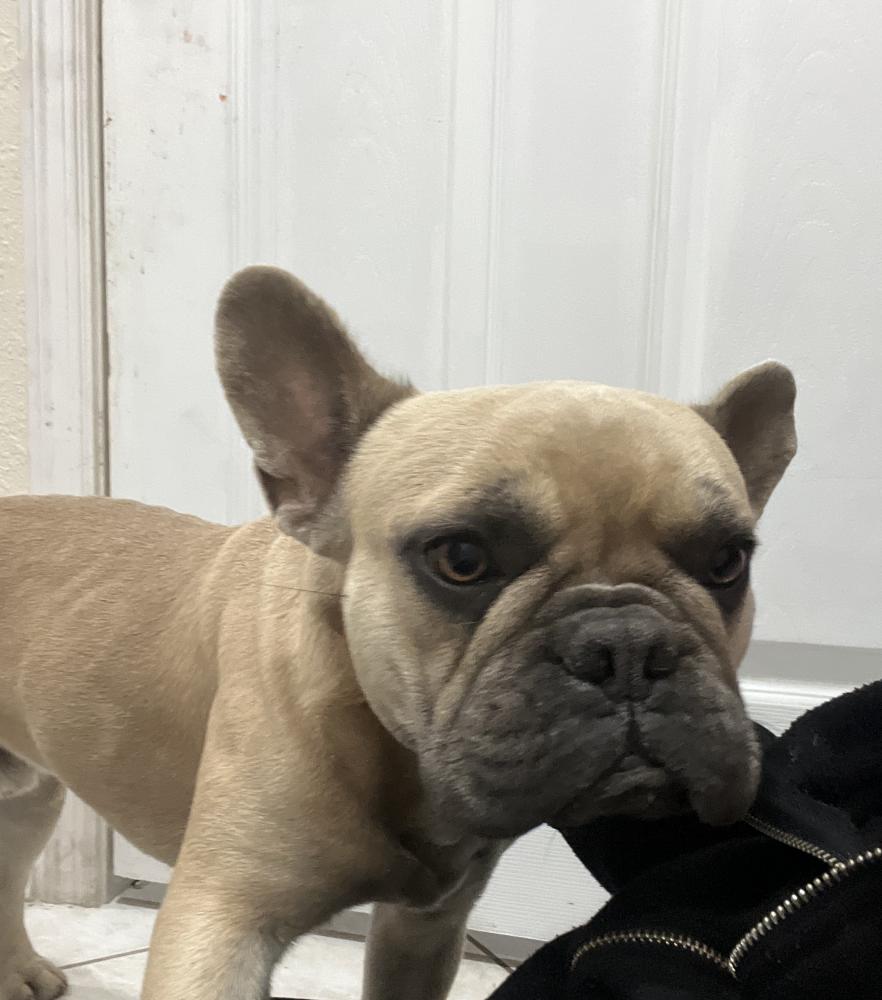 Image of Rocky, Lost Dog