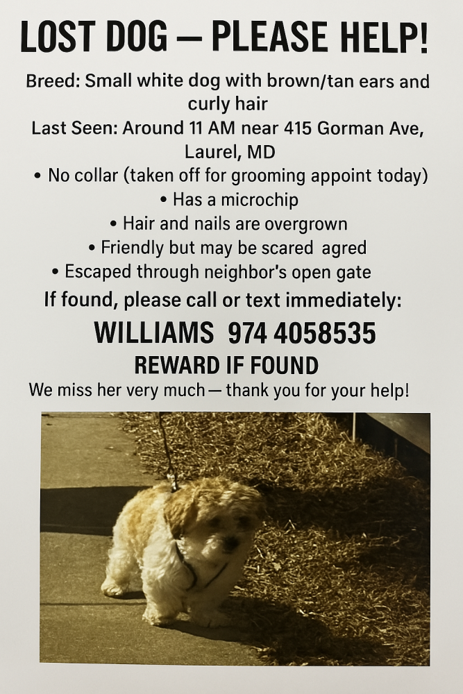 Image of bailey, Lost Dog