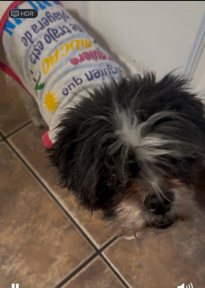 Image of Lola, Lost Dog