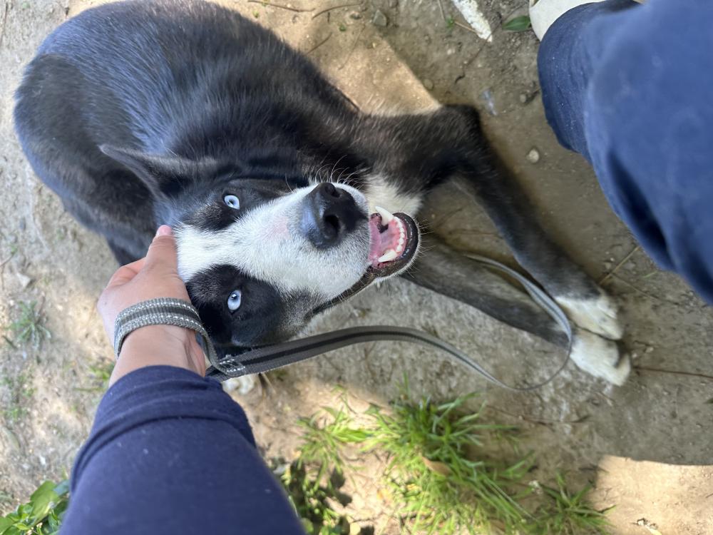 Image of unknown, Found Dog
