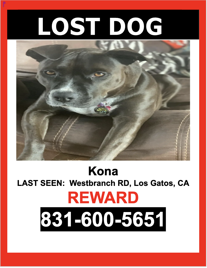 Image of Kona, Lost Dog