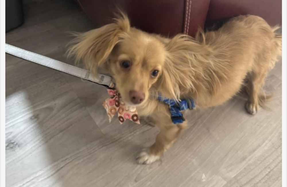 Image of Peggy, Lost Dog