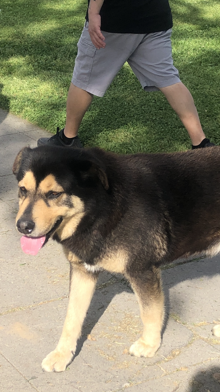 Image of Unsure, Found Dog