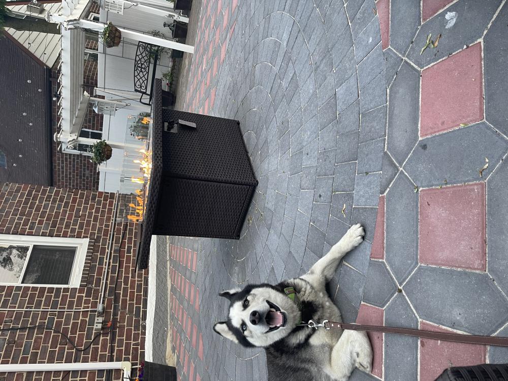 Image of Wolf, Lost Dog