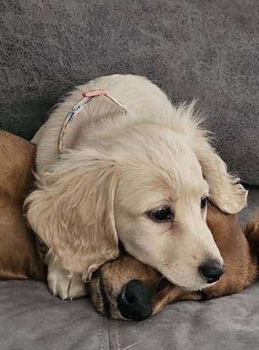 Image of Leia, Lost Dog