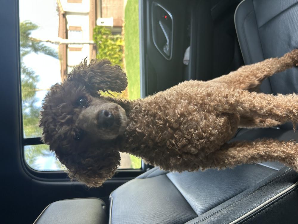 Image of Harlow, Lost Dog
