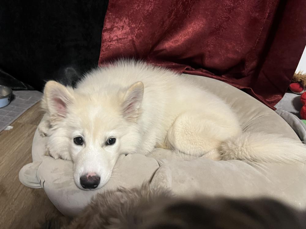 Image of Yukki, Lost Dog