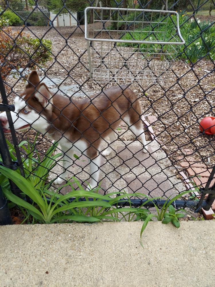 Image of Unknown, Found Dog