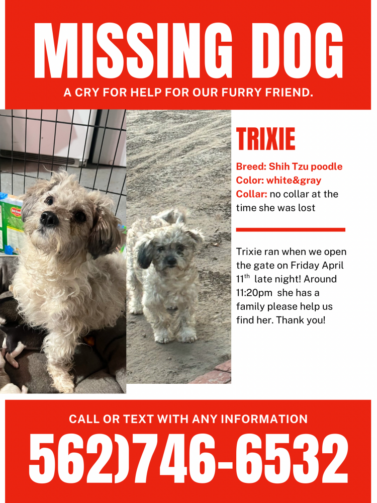 Image of Trixie, Lost Dog