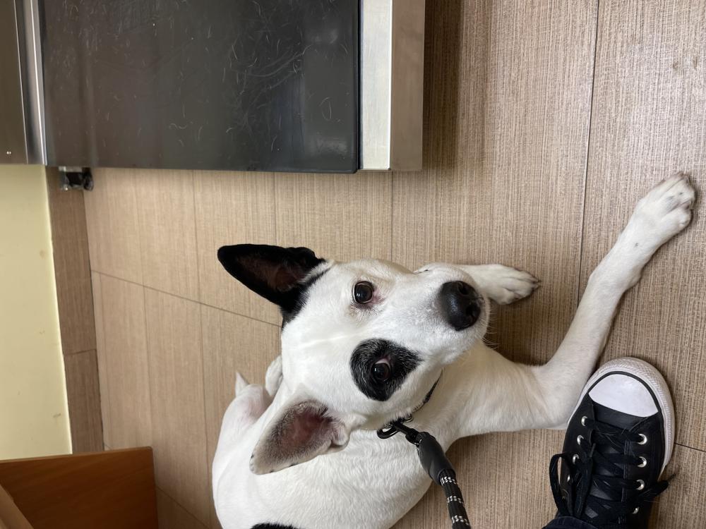 Image of Max, Lost Dog