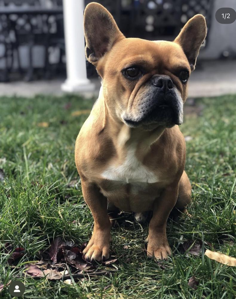 Image of Zeke, Lost Dog