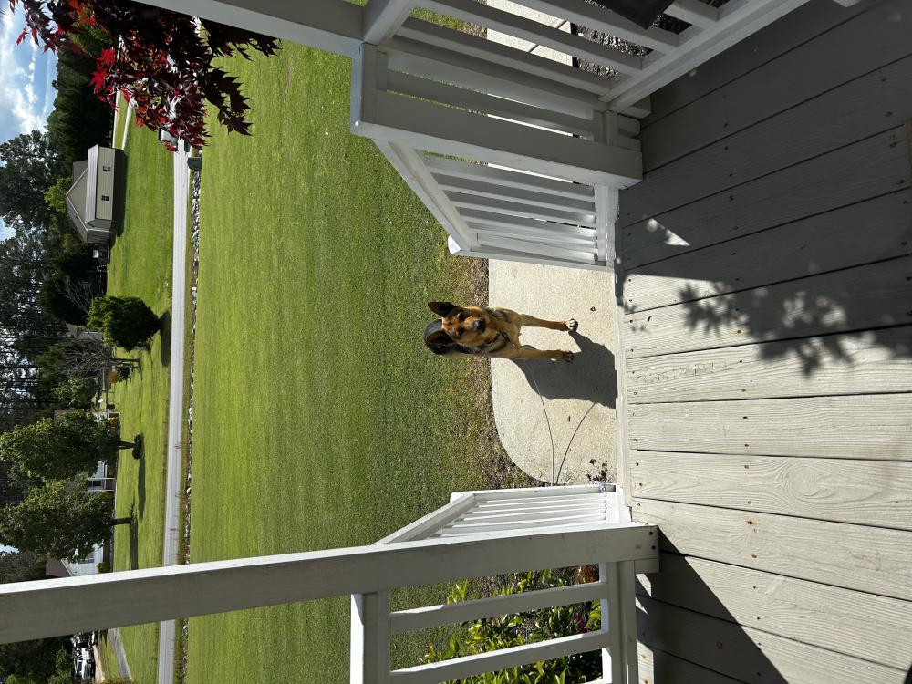 Image of Unknown, Found Dog