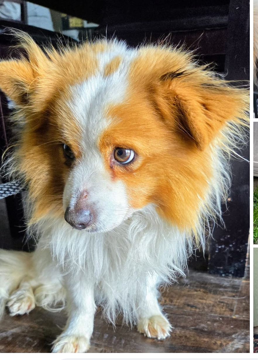 Image of Chico, Found Dog