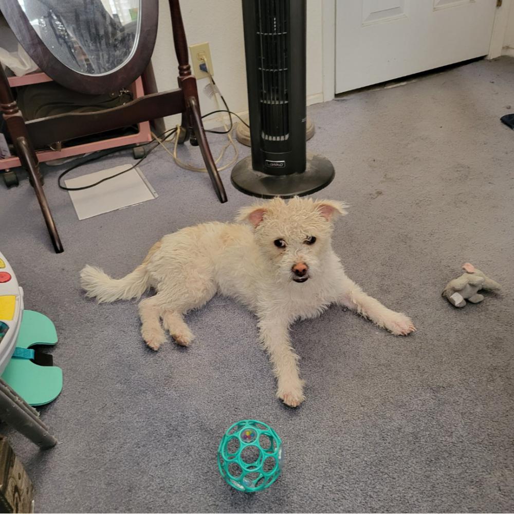 Image of Sauve', Lost Dog