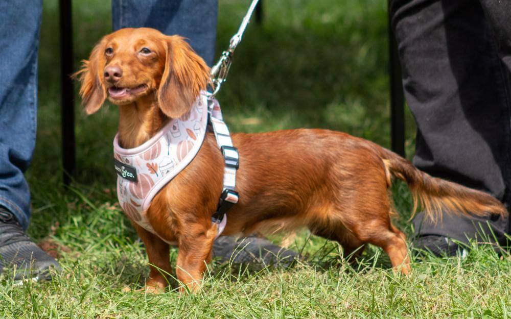 Image of Sylvie Vallejos, Lost Dog