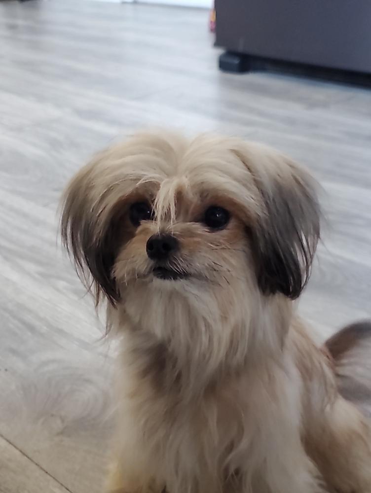 Image of Chewie, Lost Dog