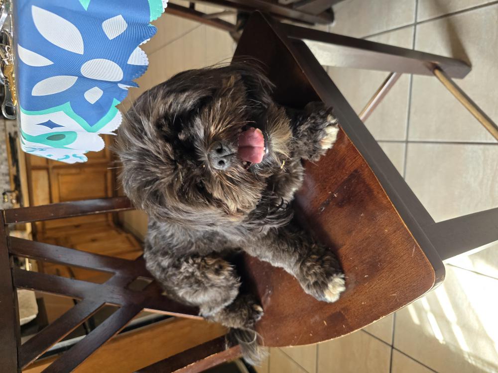 Image of UNKNOWN, Found Dog
