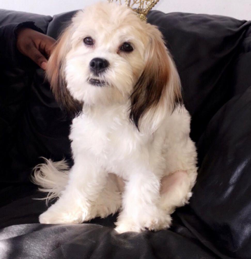 Image of Bella, Lost Dog