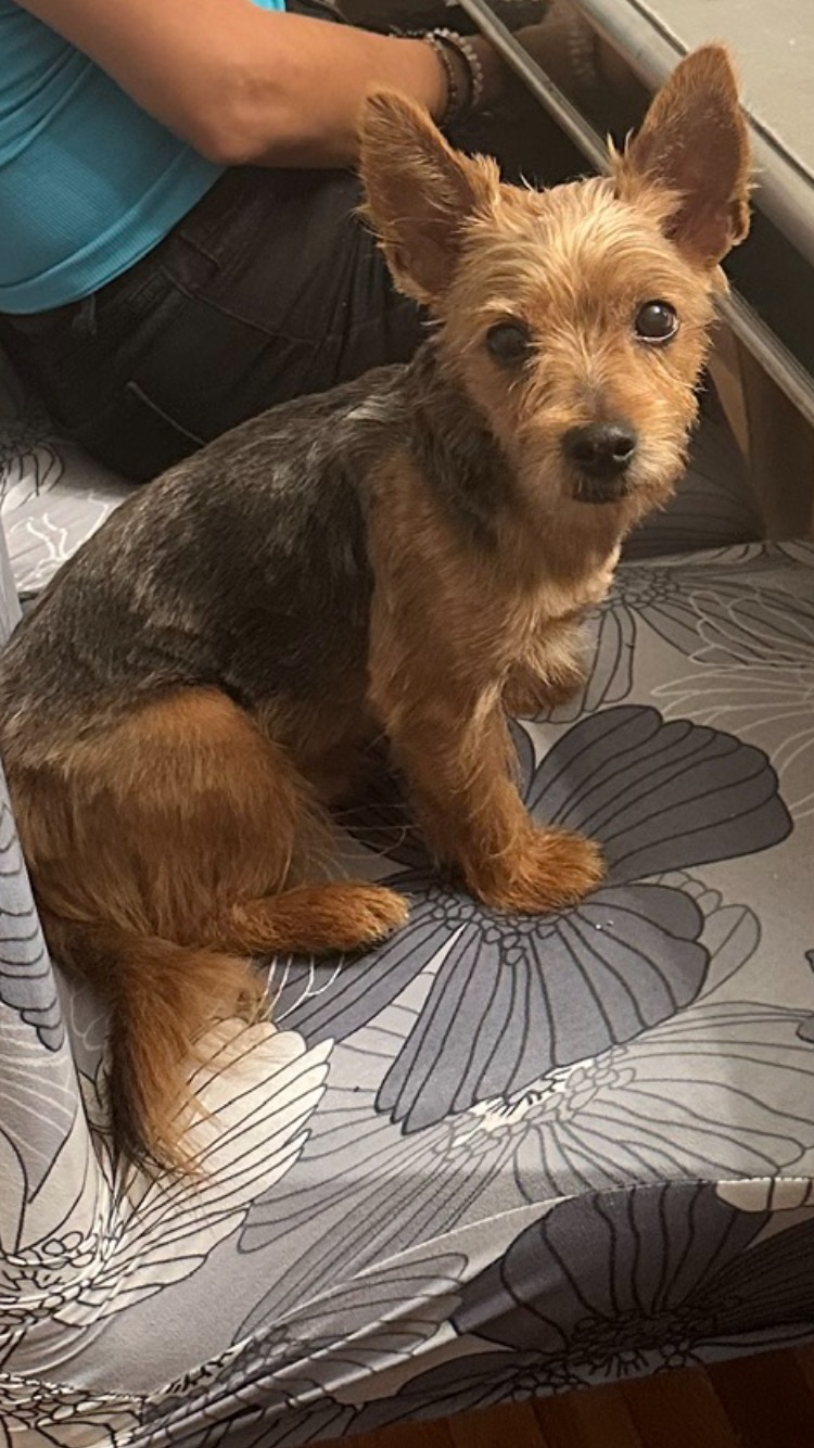 Image of Kobe, Lost Dog