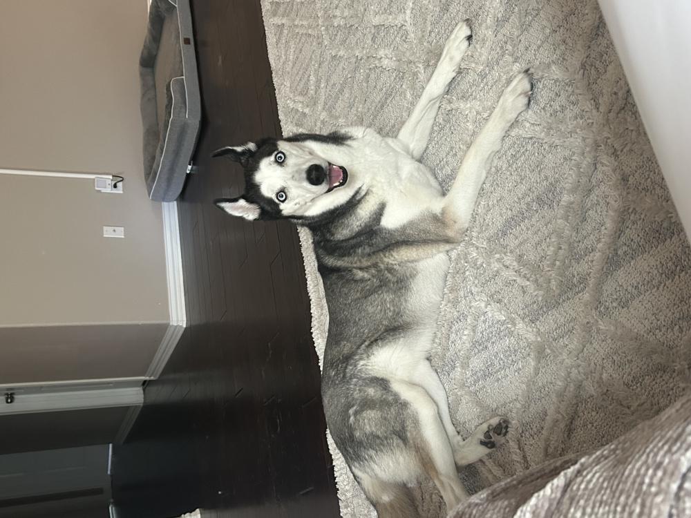 Image of Stormy, Lost Dog