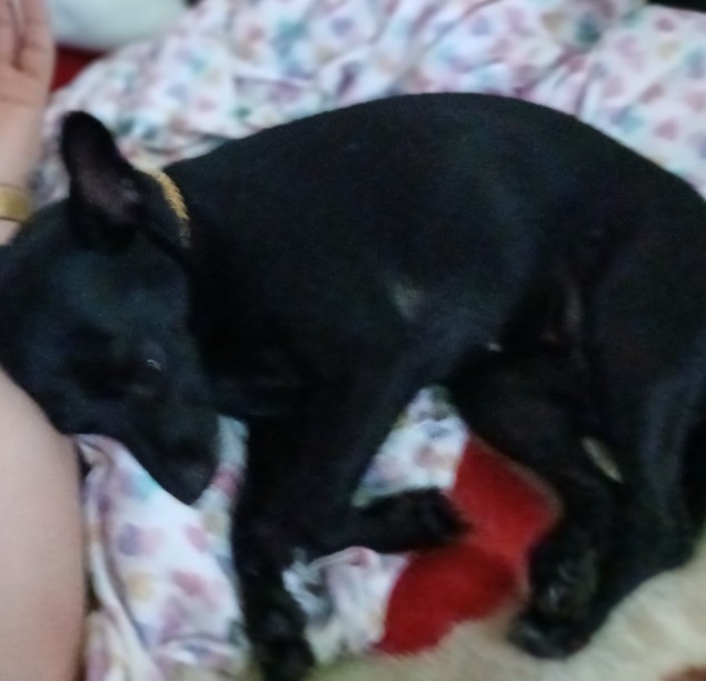 Image of Chanel, Lost Dog