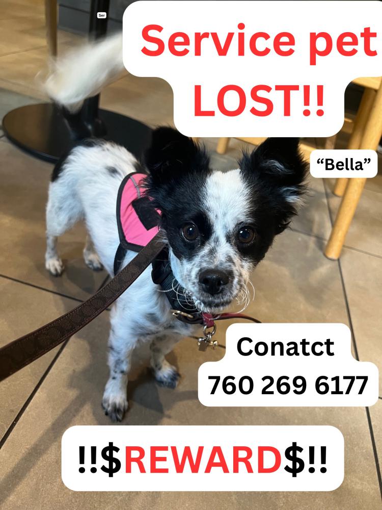 Image of Bella, Lost Dog