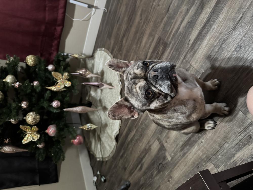 Image of Bullet, Lost Dog