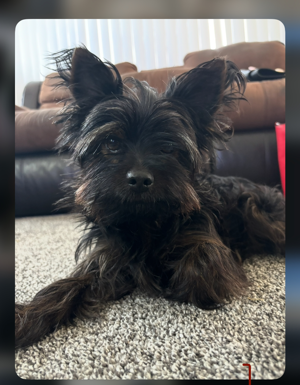 Image of Givenchy, Lost Dog